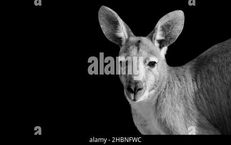 Schwarz-Weiß-Känguru-Porträt Auf Dem Schwarzen Hintergrund Stockfoto