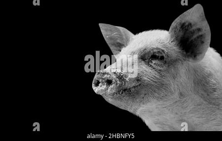 Niedliches Kleines Schwein-Nahansicht-Gesicht Im Dunklen Hintergrund Stockfoto