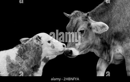 Mutter Kuh Und Baby Kalb Porträt Auf Dem Schwarzen Hintergrund Stockfoto