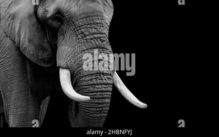 Big African Elephant Nahaufnahme Gesicht Mit Großen Zähnen Auf Dem Schwarzen Hintergrund Stockfoto