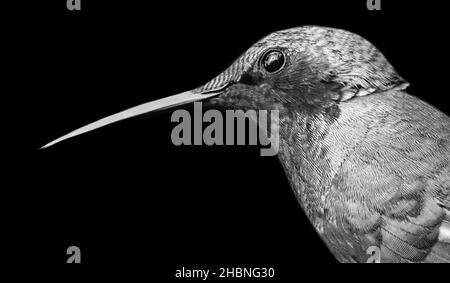 Kleiner Vogel Mit Großem Schnabel Und Nahaufnahme Stockfoto