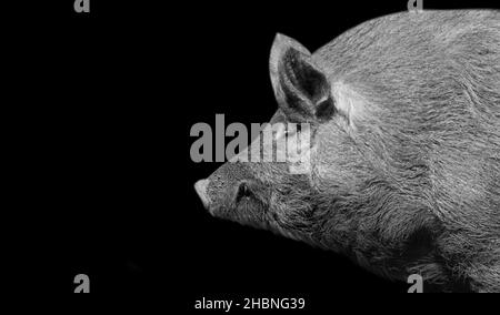 Großes Schwein Nahaufnahme Gesicht Im Dunklen Hintergrund Stockfoto