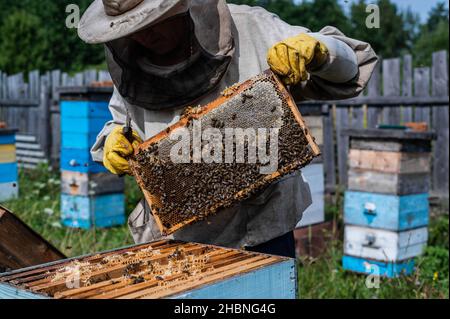 Nahaufnahme der Imkerin mit Wabenrahmen und arbeitenden Bienen, die Honig machen. Bienenzucht. Naturprodukt. Bienenwachs. Bienenzucht Stockfoto