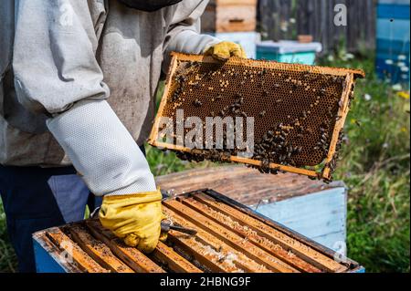 Nahaufnahme der Imkerin mit Wabenrahmen und arbeitenden Bienen, die Honig machen. Bienenzucht. Naturprodukt. Bienenwachs. Bienenzucht Stockfoto