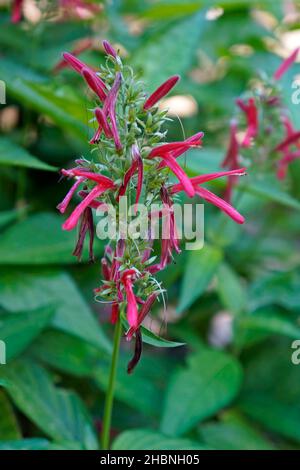 Heilpflanzenblüten (Justicia calycina), Rio, Brasilien Stockfoto