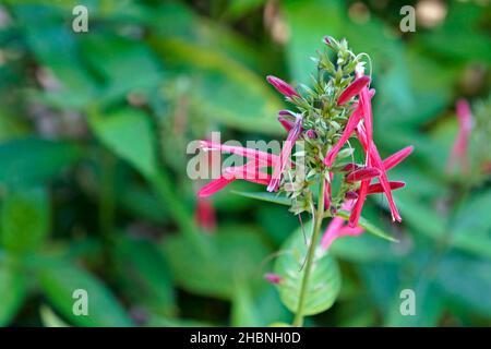 Heilpflanzenblüten (Justicia calycina), Rio, Brasilien Stockfoto