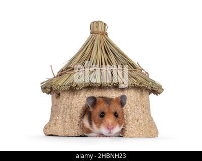 Süßer syrischer oder goldener Hamster, der in einem essbaren Dekorationshaus sitzt. Blick auf die Kamera. Isoliert auf weißem Hintergrund. Stockfoto