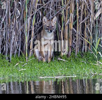 Ein Pampas-Graufuchs in einer Graslandschaft am See Stockfoto