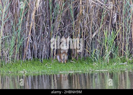 Ein Pampas-Graufuchs in einer Graslandschaft am See Stockfoto