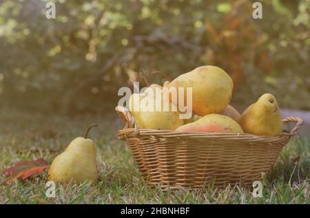 Birnen im Weidenkorb im Freien im Herbst Stockfoto