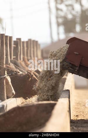 Futterwagen, der Futter in eine Futterkoje an einem Futterplatz oder Futterplatz einführt. Stockfoto