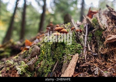 Fungus Family - Presque Isle River, Michigan - Oktober 2021 Stockfoto