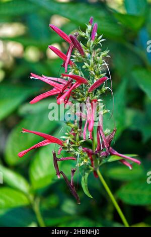 Heilpflanzenblüten (Justicia calycina), Rio, Brasilien Stockfoto