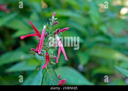 Heilpflanzenblüten (Justicia calycina), Rio, Brasilien Stockfoto