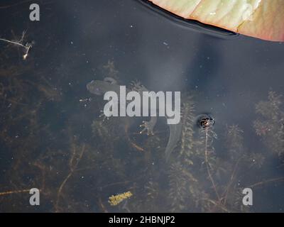 Junger, krebter Neuling (Triturus cristatus) mit unentwickeltem Kamm und Wassermilfoil (Myriophyllum sp) in einem Zierteich in Cumbria, England, Großbritannien Stockfoto