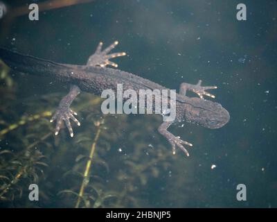 Junger, krebter Neuling (Triturus cristatus) mit unentwickeltem Kamm und Wassermilfoil (Myriophyllum sp) in einem Zierteich in Cumbria, England, Großbritannien Stockfoto