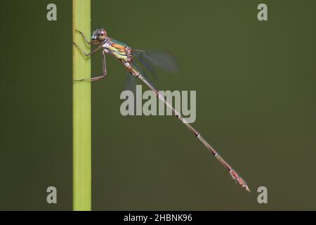 Anisoptera oder Libellen sind eine der beiden klassischen Infraorders der Epiprocta-Unterordnung. Stockfoto