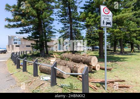 Ein Freak-Sturm führte dazu, dass die Dame in der Nähe des Surfclubs Narrabeen ihr Leben verlor, als Bäume fielen, einen Tag nachdem die Säuberung am Standort in Sydney, Australien, begann Stockfoto