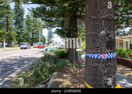 Narrabeen Sydney, Freak Sturm im Dezember 2021 wich großen Bereichen der nördlichen Strände von Sydney ab, Aufräumen beginnt Tag für Tag in Narrabeen, Sydney, NSW Stockfoto