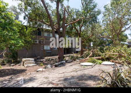 Der Freak Storm an den nördlichen Stränden von Sydney brachte Bäume auf das öffentliche Schulgelände von Narrabeen Lakes, die Schule ist wegen der Sommerferien geschlossen. Stockfoto