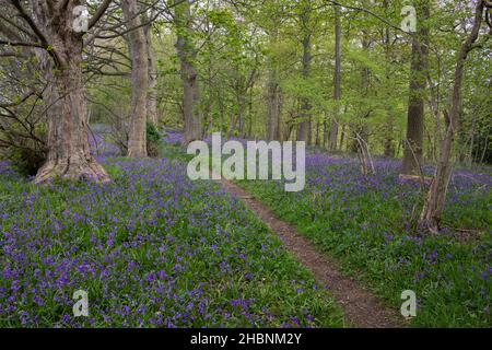 Ein Waldweg durch einen Teppich von Bluebells in einem Wald in der Nähe von Helmsley in North Yorkshire Stockfoto