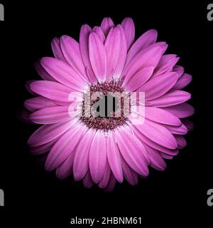 Gerbera Blume auf schwarzem Hintergrund Stockfoto