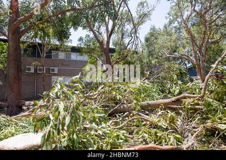 Der Freak Storm an den nördlichen Stränden von Sydney brachte Bäume auf das öffentliche Schulgelände von Narrabeen Lakes, die Schule ist wegen der Sommerferien geschlossen. Stockfoto