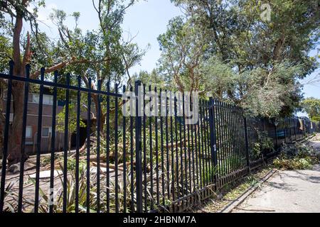 Der Freak Storm an den nördlichen Stränden von Sydney brachte Bäume auf das öffentliche Schulgelände von Narrabeen Lakes, die Schule ist wegen der Sommerferien geschlossen. Stockfoto