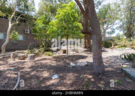 Der Freak Storm an den nördlichen Stränden von Sydney brachte Bäume auf das öffentliche Schulgelände von Narrabeen Lakes, die Schule ist wegen der Sommerferien geschlossen. Stockfoto