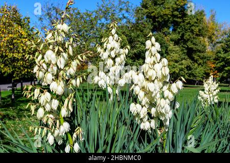 Viele zarte weiße Blüten der Yucca filamentosa Pflanze, allgemein bekannt als Adams Nadel und Faden, in einem Garten an einem sonnigen Sommertag, wunderschön outdo Stockfoto