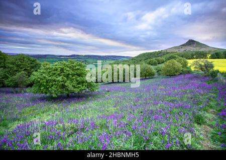 Bluebells in Newton Wood mit Roseberry Topping im Hintergrund Stockfoto