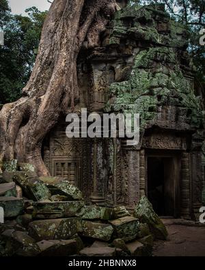 Der TA Prohm Tempel, Angkor Wat, liegt im Nordwesten Kambodschas und ist der größte Tempelkomplex der Welt. Stockfoto