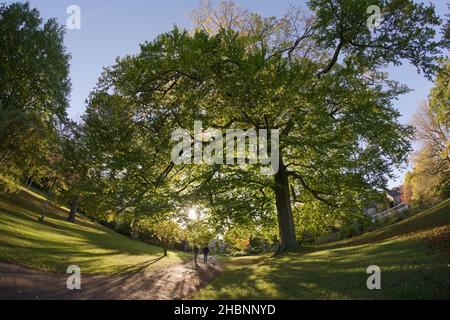 Sheffield, Großbritannien, 21st. Oktober 2021: Riesiger Laubbaum überhängt einen Pfad in der Nähe der botanischen Straße Eingang des sheffield botanischen Gartens Stockfoto