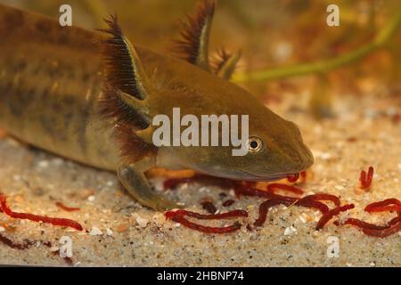 Nahaufnahme einer großen Larve des barred Tiger-Salamanders Ambystoma mavortium mit seinen großen Kiemen in einem Aquarium Stockfoto