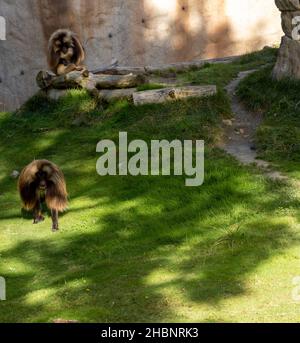 Eine vertikale Aufnahme von zwei braunen, flauschigen Affen im Zoo bei sonnigem Wetter Stockfoto