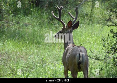 Ein Maultierhirsch steht stolz und enthüllt seine Genetalien. Stockfoto