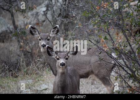 Ein Rehkitz steht mit alarmierten Ohren vor seiner Mutter. Stockfoto