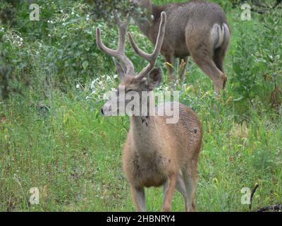 Ein energischer junger Buck mit hellbraunem Fell. Stockfoto