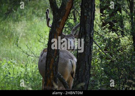 Ein Bock versucht sich zwischen zwei Bäumen im Wald von Arizona zu verstecken. Stockfoto