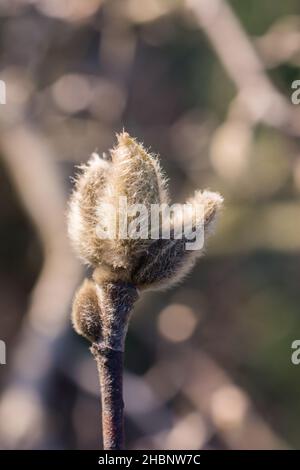 Eine vertikale Aufnahme von Wollweiden, isoliert auf einem unscharfen Hintergrund Stockfoto