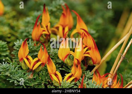 Nahaufnahme eines bunten orangefarbenen und roten Vogelfuss-Deervetch, Lotus corniculatus im Garten. Stockfoto