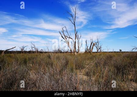 Tote Bäume in der Nähe des Flusses Murray in Overland Corner in der Riverland-Region von Südaustralien Stockfoto