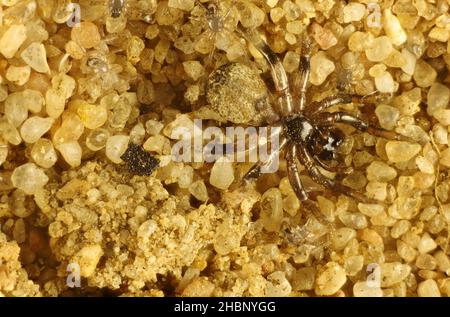 Vergrößerte Ansicht der winzigen australischen Spinne auf Sand Stockfoto