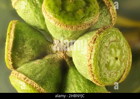 Makroansicht von isolierten grünen Eukalyptusfrüchten, Australien Stockfoto