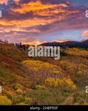 Dawn, Aspen, Populus Tremula, Eiche, Quercus Gambelii, Dallas Divide, Uncompahgre National Forest, Colorado Stockfoto