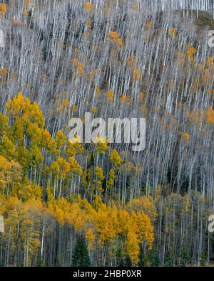 Aspen, Populus Tremula, Dallas Divide, Uncompahgre National Forest, Colorado Stockfoto