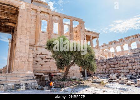 Olivenbaum in der Nähe des antiken Tempels von Erechtheion in der Akropolis von Athen Stockfoto