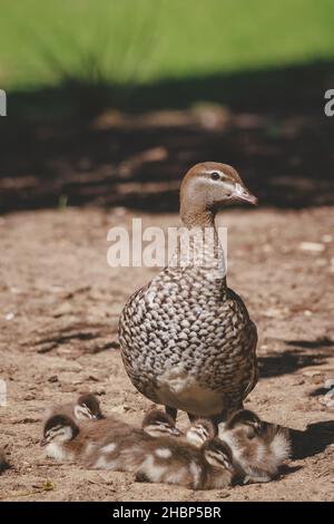 Entenfamilie an einem See in Mittagong Stockfoto