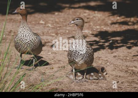 Entenfamilie an einem See in Mittagong Stockfoto