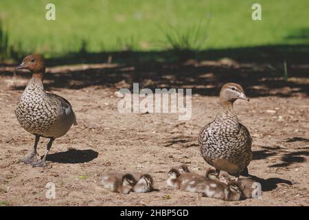 Entenfamilie an einem See in Mittagong Stockfoto